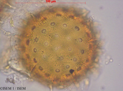 ISEM 1/Ipomoea_purpurea_8447/Ipomoea_purpurea_8447_0001(copy)_thumb.jpg
